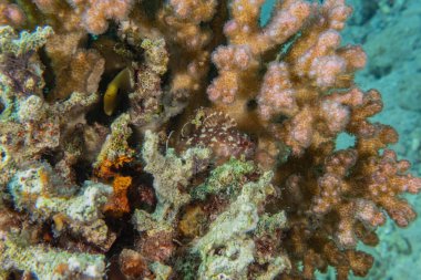 Kızıldeniz 'deki mercan resifi ve su bitkileri, Eilat Israel