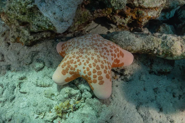 在红海海底的海星 以色列鳗鱼 — 图库照片