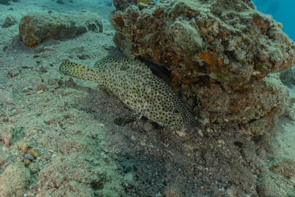 Kızıl Deniz 'de balıklar yüzer, renkli balıklar, Eilat İsrail