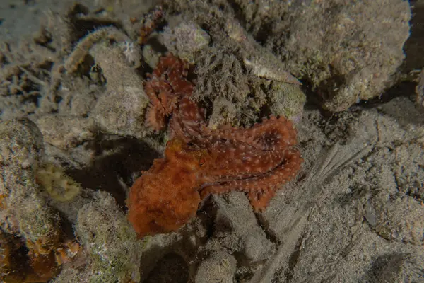 Krake König Der Tarnung Roten Meer Eilat Israel — Stockfoto