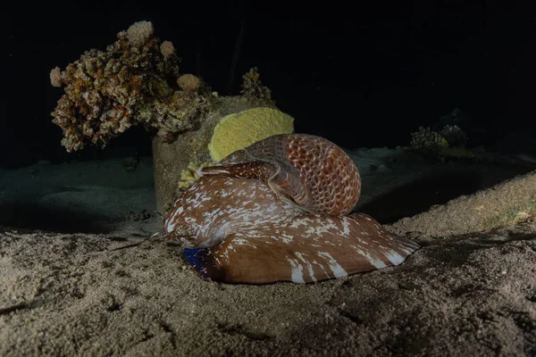 Octopus king of camouflage in the Red Sea, Eilat Israel