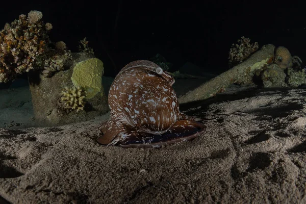 Pulpo Rey Del Camuflaje Mar Rojo Eilat Israel —  Fotos de Stock