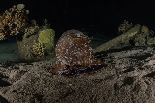 Octopus king of camouflage in the Red Sea, Eilat Israel