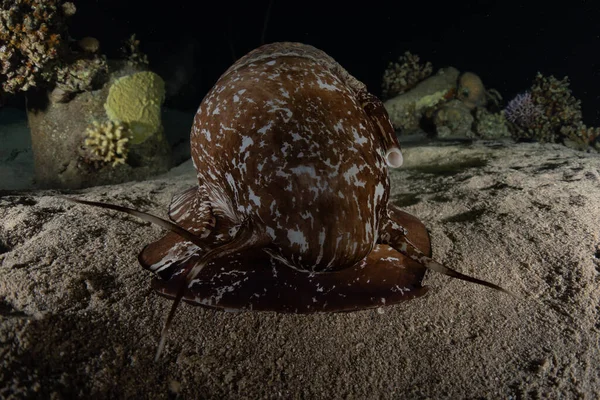 Осьминог Царь Камуфляжа Красном Море Эйлат Израиль — стоковое фото