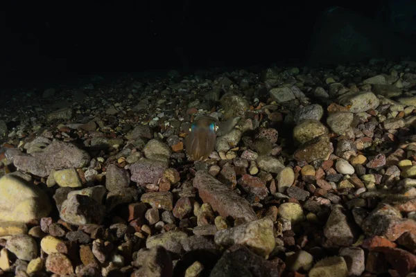 Tintenfisch Roten Meer Bunt Und Schön Eilat Israel — Stockfoto