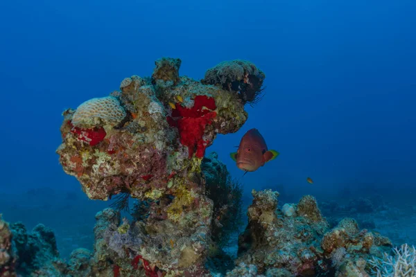Kızıldeniz 'deki mercan resifi ve su bitkileri, Eilat Israel