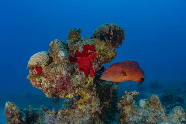 Kızıldeniz 'deki mercan resifi ve su bitkileri, Eilat Israel