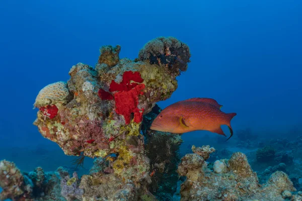 Kızıldeniz 'deki mercan resifi ve su bitkileri, Eilat Israel