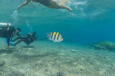 Kızıl Deniz 'de balıklar yüzer, renkli balıklar, Eilat İsrail