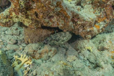 Kızıl Deniz 'de balıklar yüzer, renkli balıklar, Eilat İsrail