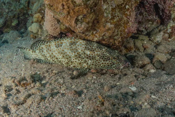 Poissons Nager Dans Mer Rouge Poissons Colorés Eilat Israël — Photo