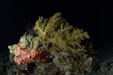 Kızıldeniz 'deki mercan resifi ve su bitkileri, Eilat Israel