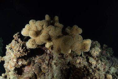 Kızıldeniz 'deki mercan resifi ve su bitkileri, Eilat Israel