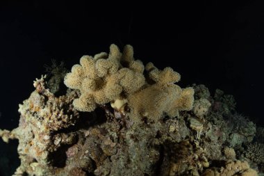 Kızıldeniz 'deki mercan resifi ve su bitkileri, Eilat Israel