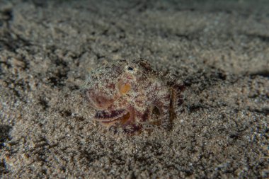 Kızıl Deniz 'de balıklar yüzer, renkli balıklar, Eilat İsrail