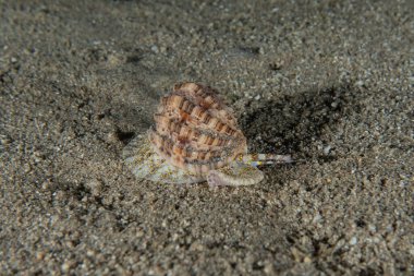 Kızıl Deniz 'deki deniz salyangozları Renkli ve güzel, Eilat Israel