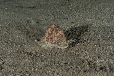 Kızıl Deniz 'deki deniz salyangozları Renkli ve güzel, Eilat Israel