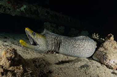 Moray eel Mooray lycodontis Kızıldenizde dalgalanma, Eilat Israel