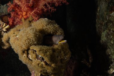 Moray eel Mooray lycodontis Kızıldenizde dalgalanma, Eilat Israel
