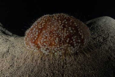 Kızıldeniz 'deki mercan resifi ve su bitkileri, Eilat Israel