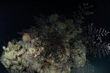 Kızıldeniz 'deki mercan resifi ve su bitkileri, Eilat Israel