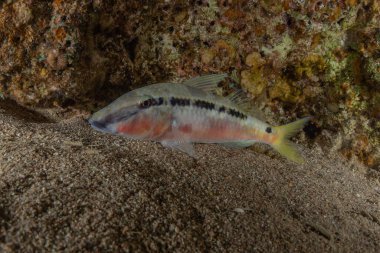 Kızıl Deniz 'de balıklar yüzer, renkli balıklar, Eilat İsrail