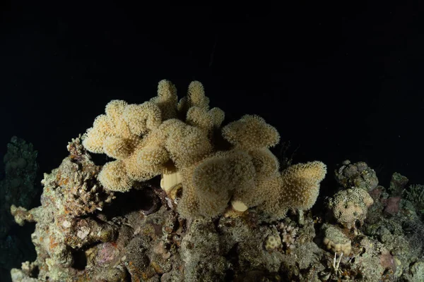 Coral Reef Water Plants Red Sea Eilat Israel — Stock Photo, Image