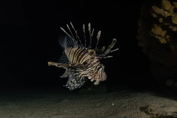 Lejonfisk Röda Havets Färgglada Fisk Eilat Israel — Stockfoto