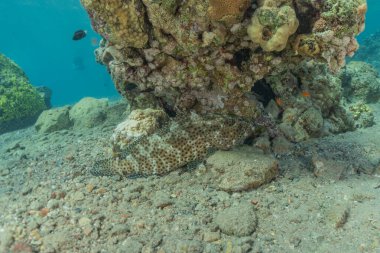 Kızıl Deniz 'de balıklar yüzer, renkli balıklar, Eilat İsrail