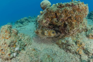 Kızıl Deniz 'de balıklar yüzer, renkli balıklar, Eilat İsrail