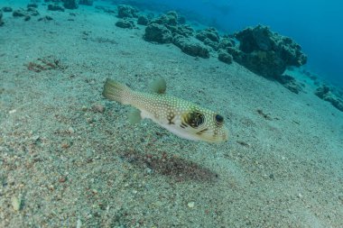 Kızıl Deniz 'de balıklar yüzer, renkli balıklar, Eilat İsrail