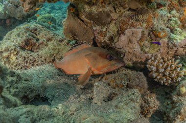 Kızıl Deniz 'de balıklar yüzer, renkli balıklar, Eilat İsrail