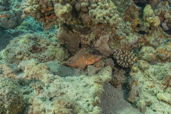 Poissons Nager Dans Mer Rouge Poissons Colorés Eilat Israël — Photo