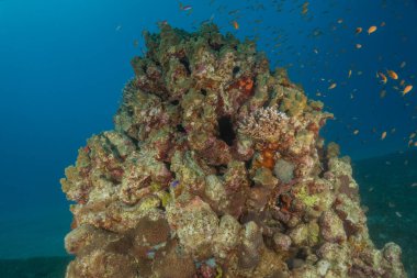 Kızıldeniz 'deki mercan resifi ve su bitkileri, Eilat, İsrail