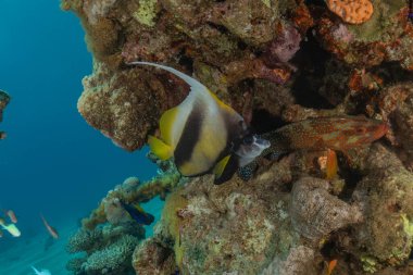 Kızıl Denizde yüzen balıklar, renkli balıklar, Eilat, İsrail