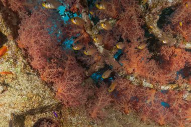 Kızıldeniz 'deki mercan resifi ve su bitkileri, Eilat Israel