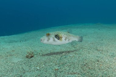 Kızıl Denizde yüzen balıklar, renkli balıklar, Eilat, İsrail