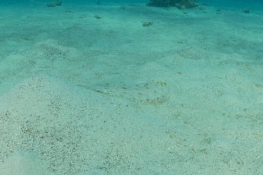 Kızıl Denizde yüzen balıklar, renkli balıklar, Eilat, İsrail