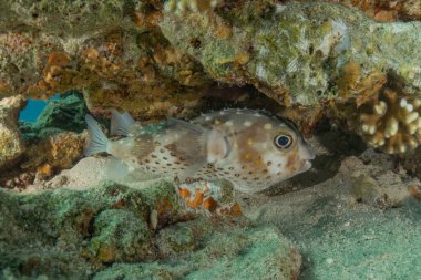 Kızıl Denizde yüzen balıklar, renkli balıklar, Eilat, İsrail