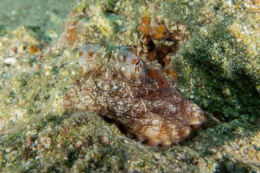 Ahtapot, Kızıl Deniz 'in kamuflaj kralı, Eilat, İsrail 