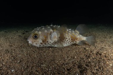 Kızıl Denizde yüzen balıklar, renkli balıklar, Eilat, İsrail