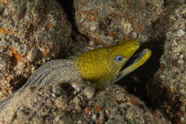 Moray eel Mooray lycodontis undulatus, Kızıl Deniz 'de, Eilat Israel