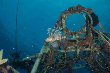 Aslan Balığı (Pterois mil) Kızıl Deniz 'de, renkli balık, Eilat, İsrail