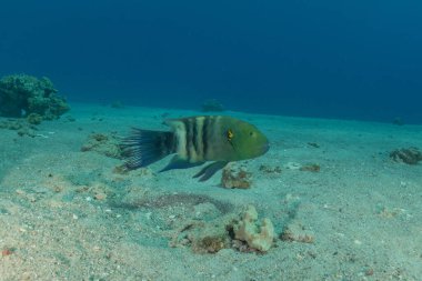 Kızıl Denizde yüzen balıklar, renkli balıklar, Eilat, İsrail
