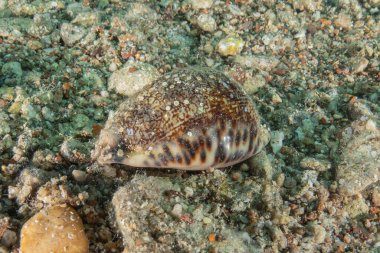 Kızıldeniz 'deki deniz tabanındaki Conus Tekstil, Eilat, İsrail