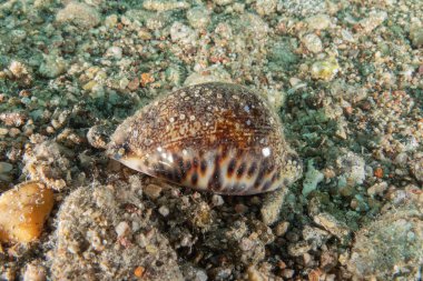 Kızıldeniz 'deki deniz tabanındaki Conus Tekstil, Eilat, İsrail