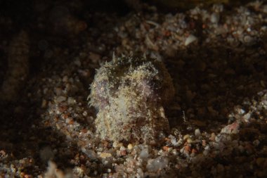 Kızıl Denizde yüzen balıklar, renkli balıklar, Eilat, İsrail