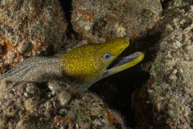 Moray eel Mooray lycodontis undulatus, Kızıl Deniz 'de, Eilat Israel