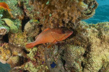 Kızıl Denizde yüzen balıklar, renkli balıklar, Eilat, İsrail