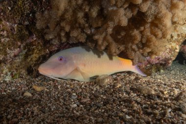 Kızıl Denizde yüzen balıklar, renkli balıklar, Eilat, İsrail